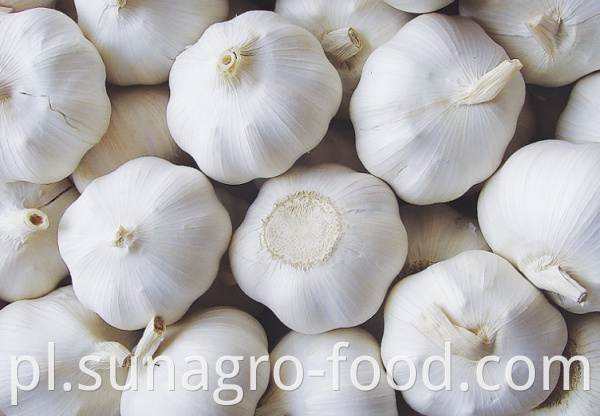 Ordinary quality white garlic